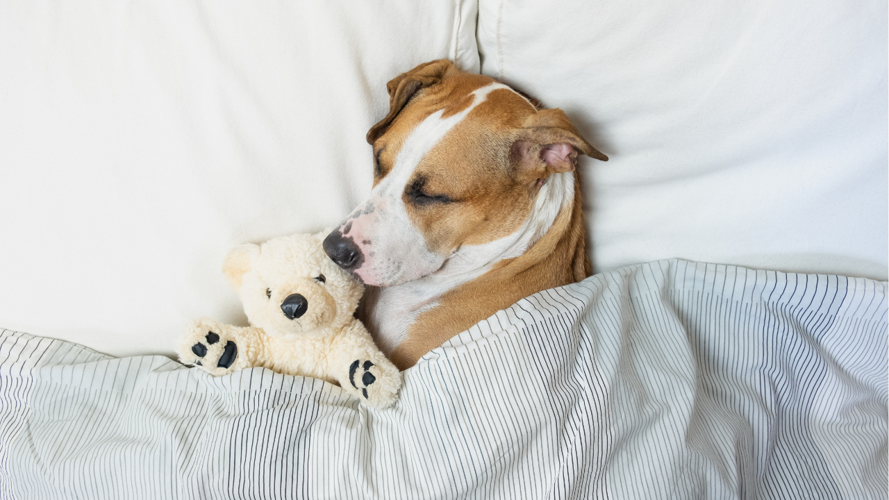 Best Orthopedic Dog Beds for Older Large Breeds (2026 Guide)